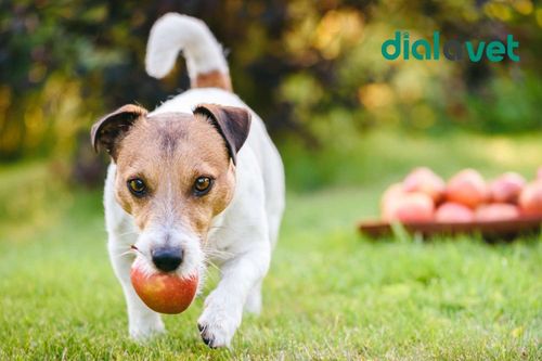 Can Dogs Eat Vanilla? A Vet’s Perspective - Can Dogs Have Apple Crisp With Vanilla